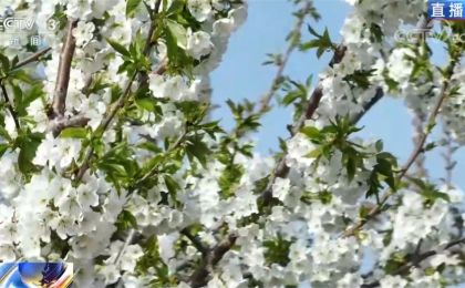 十万亩樱桃园花美果丰产业兴 小小樱桃成为幸福果