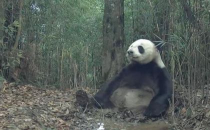 大熊猫国家公园四川荥经片区现多种野生动物