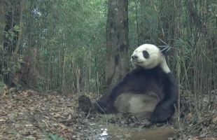 大熊猫国家公园四川荥经片区现多种野生动物