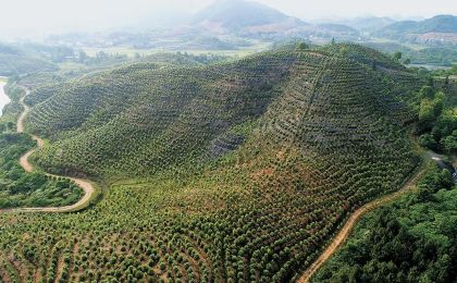 油茶产业发展三年行动实现良好开局