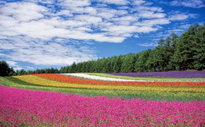 我国力争到2035年花卉年销售额超过7000亿元