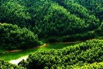 广西“十四五”力争在全国率先实现“万亿元林业”