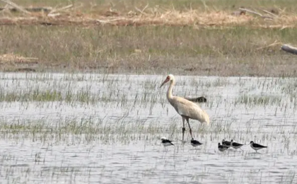 十年又相见！国家一级保护野生动物白鹤再现野鸭湖湿地
