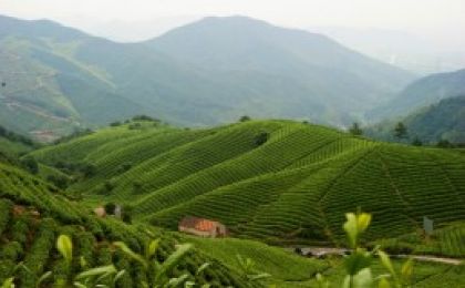 径山茶入选“中国地理标志农产品品牌声誉茶叶类十强”