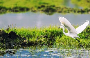 全国人大常委会启动湿地保护法执法检查