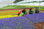 大棚花卉种植正成为金昌农民增收致富的美丽产业