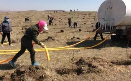 在河北一处4000亩寸草难长的沙化地上，上海人悄悄干了一件大事