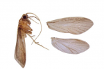 武夷山国家公园发现6个昆虫新种