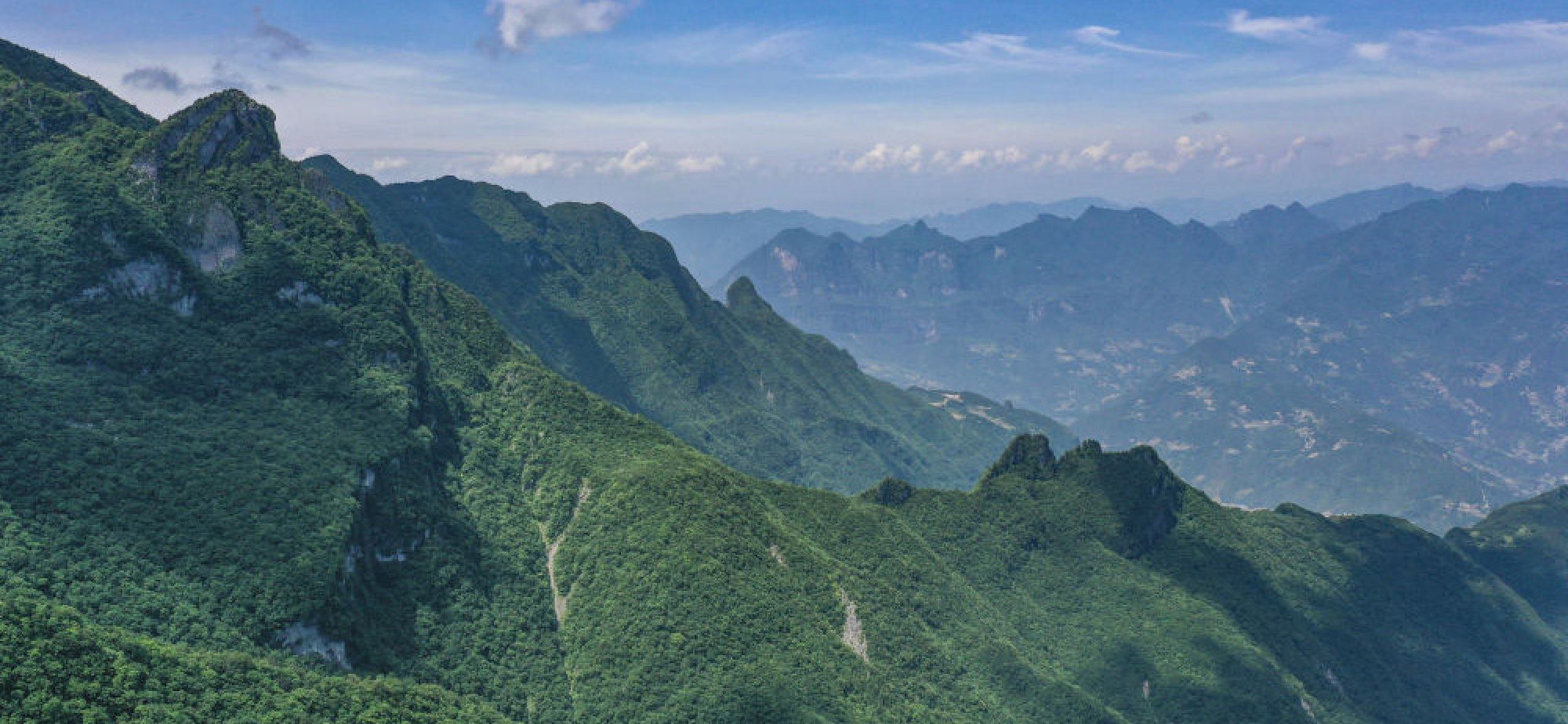 重庆阴条岭国家级自然保护区调查发现74种重点保护野生植物