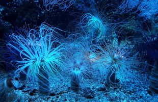 海底封碳预测达2.58万亿吨