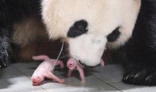 旅韩大熊猫华妮诞下双胞胎