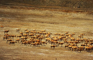 保护高寒地区生物多样性 守护藏羚羊的生态家园