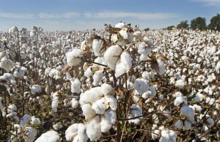 中国农科院棉花所发布智慧农业技术