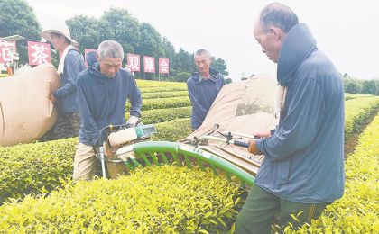 夏秋茶如何“喝出”好滋味