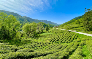 农业农村部：将围绕茶产业发展有关需求开展工作