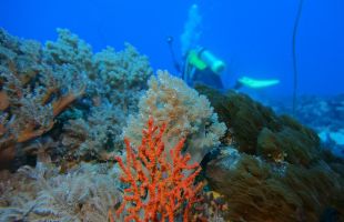 南海海洋所提出“珊瑚礁生态泵”概念