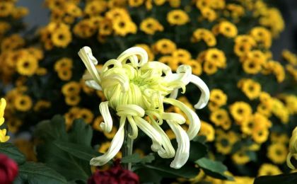 上海崇明国际菊花生态园投入运营，每天可生产3万枝鲜切花，产值规模2千万元 