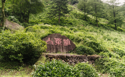 绿水青山带笑颜丨一片叶子富了一方百姓 