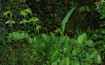 青海新添植物新物种——青海玉凤花