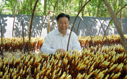国家林草局：让菌草成为造福百姓的“幸福草”