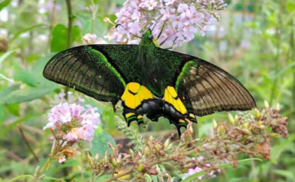 广西九万山自然保护区首次发现“蝶中皇后”金斑喙凤蝶
