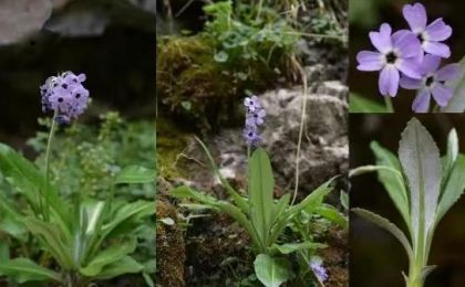 稀有植物“大通报春”时隔百年重现祁连山国家公园青海片区