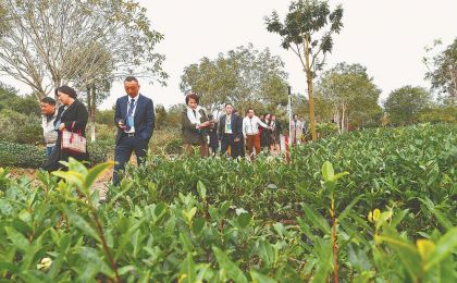 聚焦第四届海丝茶文化论坛 与世界共享福茶的味道