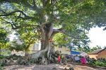 三部门发通知 加强全国重点文物保护单位内古树名木保护