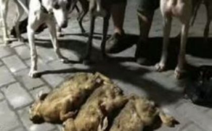 不法分子网上直播非法狩猎 民警快速出击抓获三人