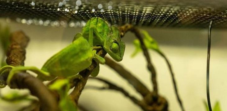 上海破获特大野生动物非法交易案 共查获活体野生动物1400余只