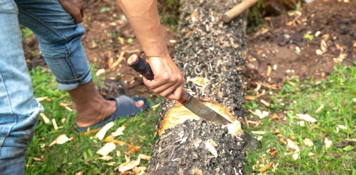内蒙古宁城县侦破系列盗伐林木案，5人盗伐千余株林木被抓