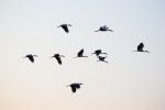 60万只候鸟抵达鄱阳湖