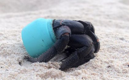 环境污染促使动物改变行为 寄居蟹学会用垃圾作壳为“家”