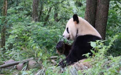 大熊猫野外种群总量增长到近1900只 我国这些珍稀物种再扩容！