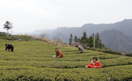 近40万亩茶园陆续开采，荒野茶成新宠