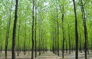 河北平泉两个国家重点林木良种基地项目通过考核