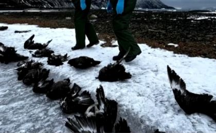 科学家称禽流感病毒在南极洲大规模传播