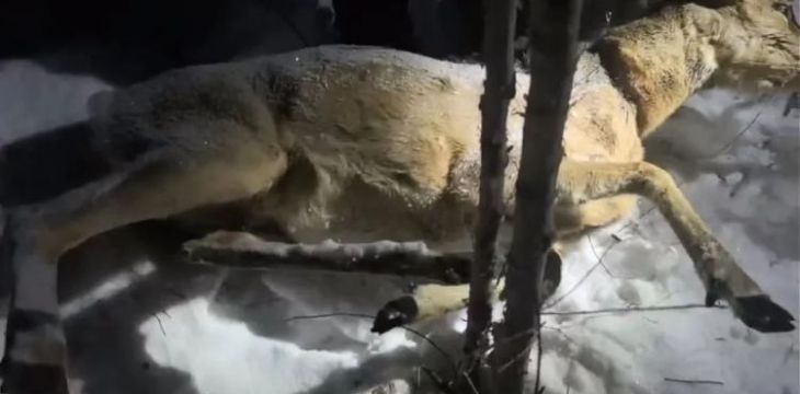 黑龙江多个林区被指存在盗猎野生动物，多地部门回应