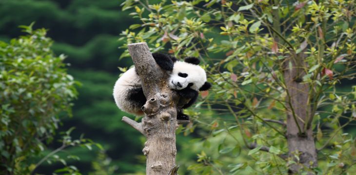 国家林草局：我国旗舰物种种群数量持续增长