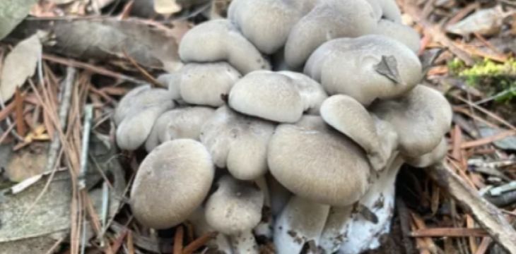 能吃！云南科研团队又发现两个新物种！
