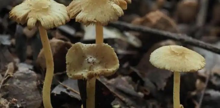 广东丹霞山发现大型真菌新物种丹霞丝盖伞