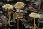 广东丹霞山发现大型真菌新物种丹霞丝盖伞