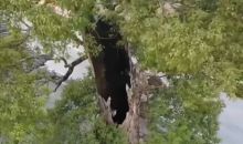 怎么观测80米古树？500岁古树烧成炭还能活？这些古树名木值得了解