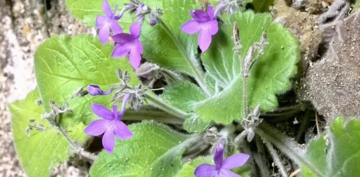国内首个！广西发现极危植物新物种