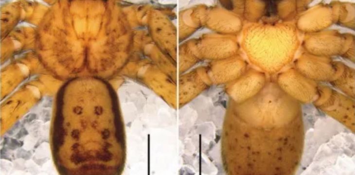 武夷山国家公园江西片区发现新物种
