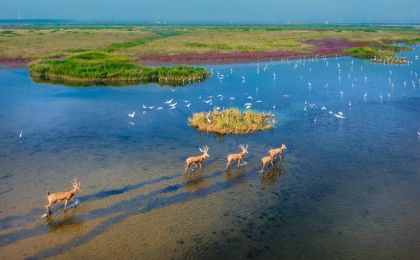 全国首笔“湿地生物多样性保护碳汇贷”在江苏东台落地