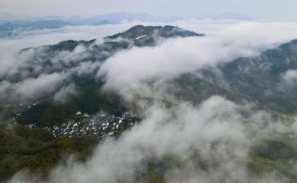 云南完成百万余株古树名木数据更新