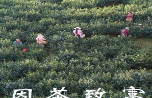 茶乡紫阳：科技巧赋能 绿叶变“金叶”