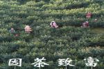 茶乡紫阳：科技巧赋能 绿叶变“金叶”