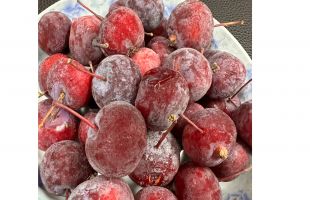 准格尔厚积林果业发展之势，一颗山杏出墙来